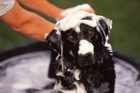 Pet Care COMING SOON!